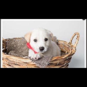 Meet your Posher, Annette